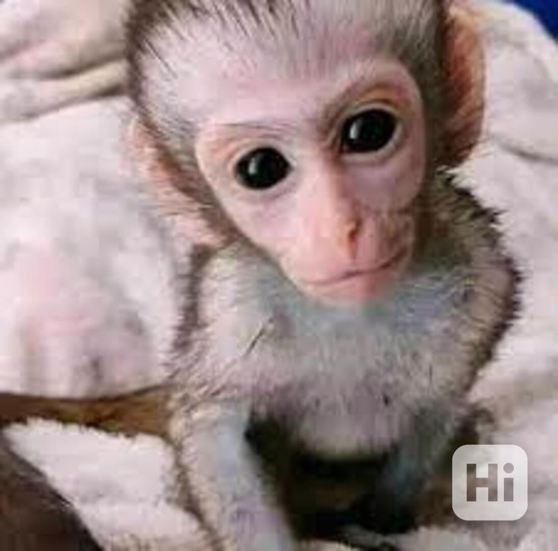 roztomilé kapucínské opice k adopci - foto 1