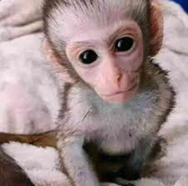 roztomilé kapucínské opice k adopci