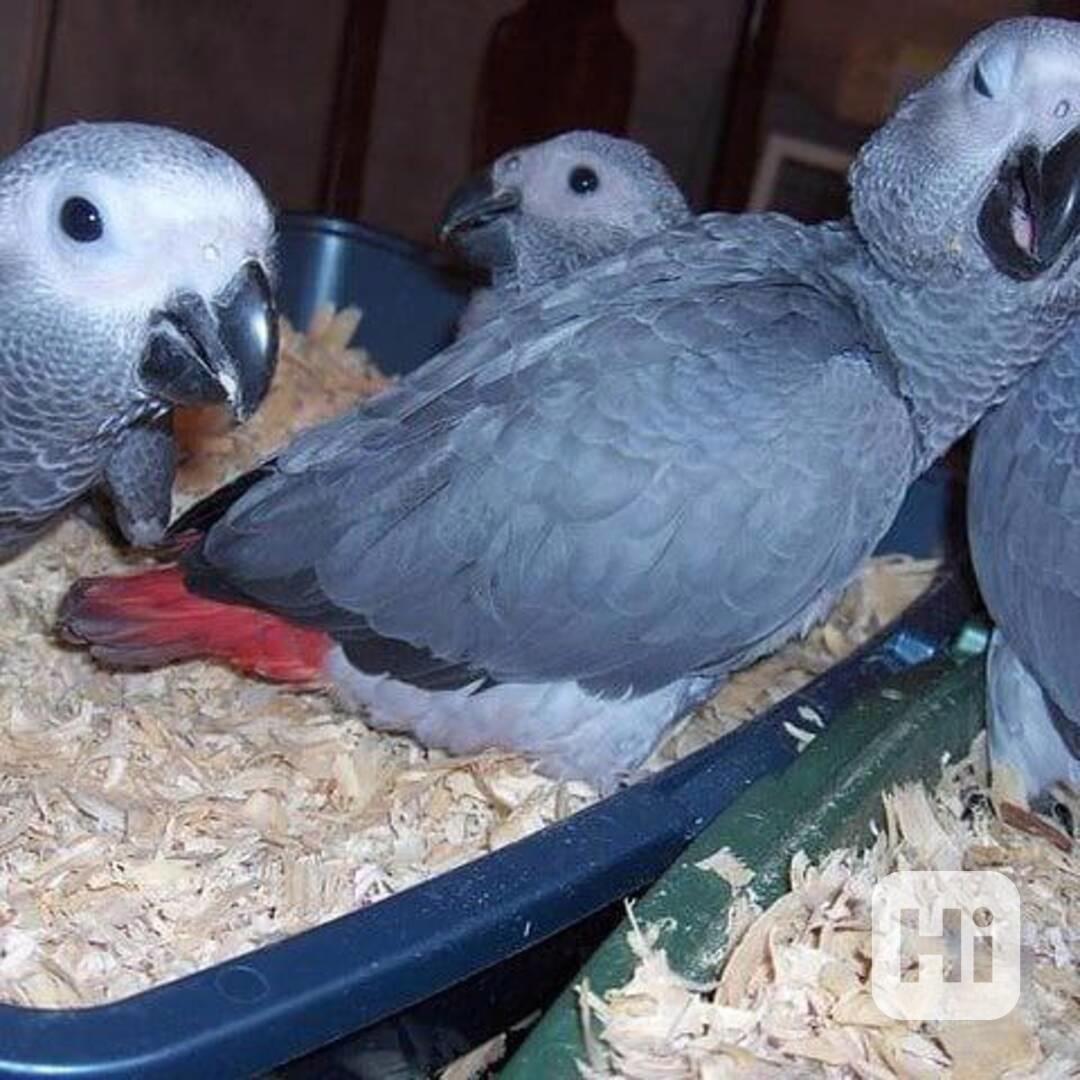 🦜🌟 Krásní papoušci šedí - foto 1