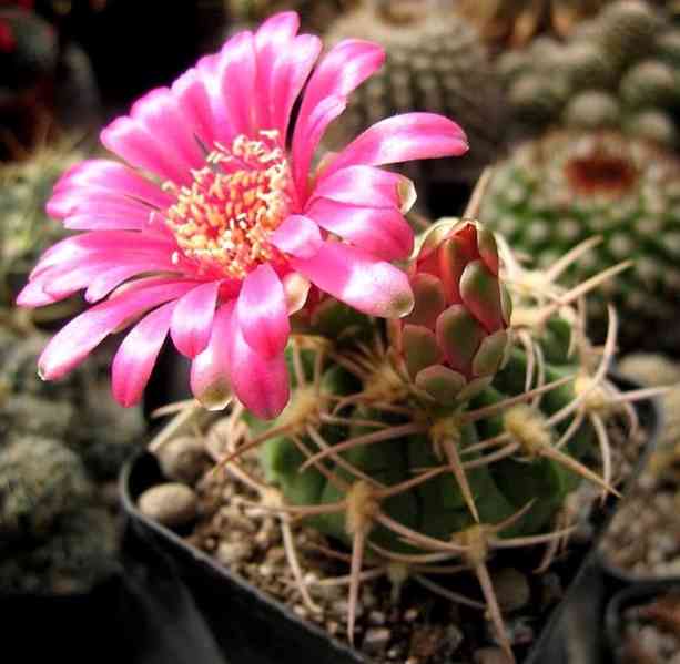 semena kaktusu Gymnocalycium carminanthu - foto 1