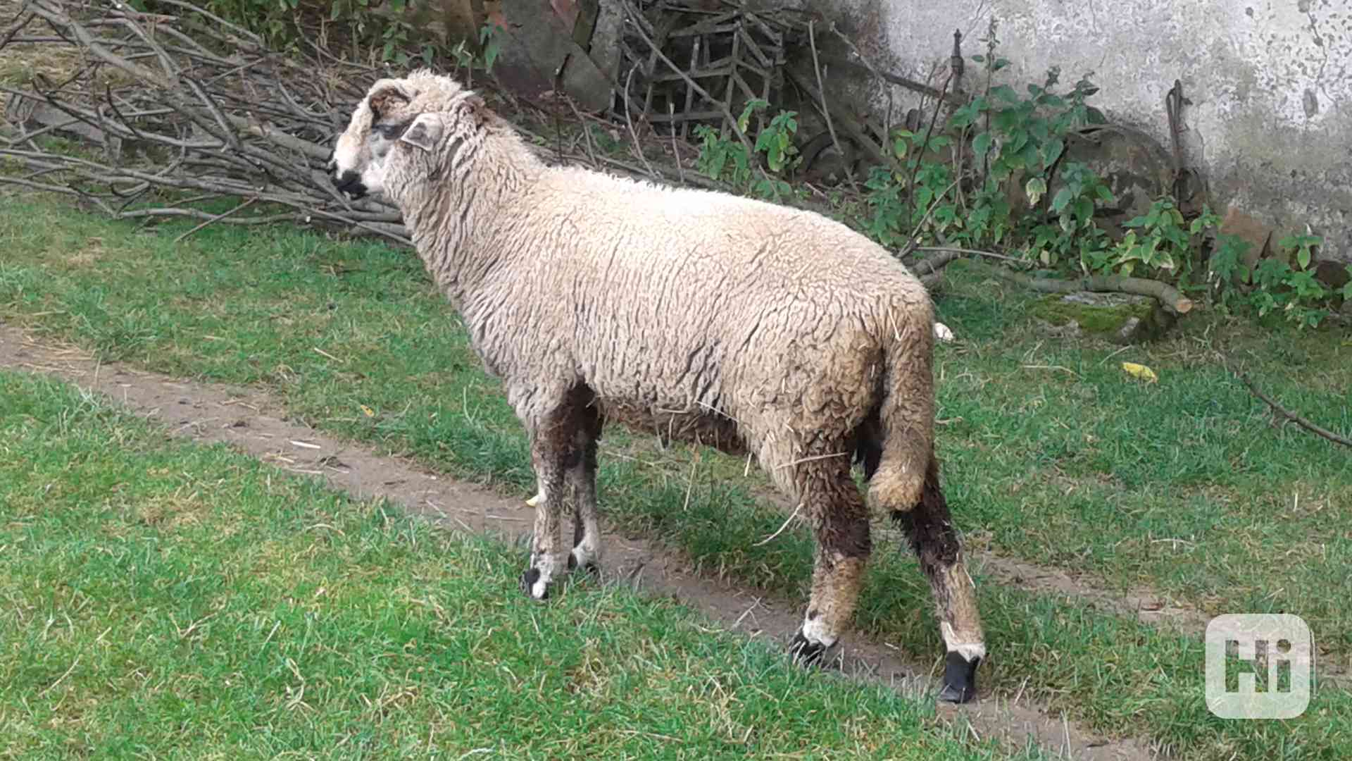 Prodám jehně - beránek  - foto 1