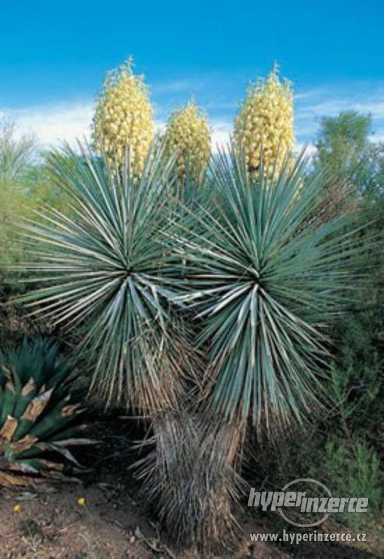 Yucca Rigida - semena - foto 1