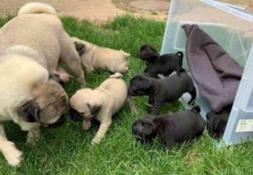 přátelská štěňata mopsů k adopci - foto 1