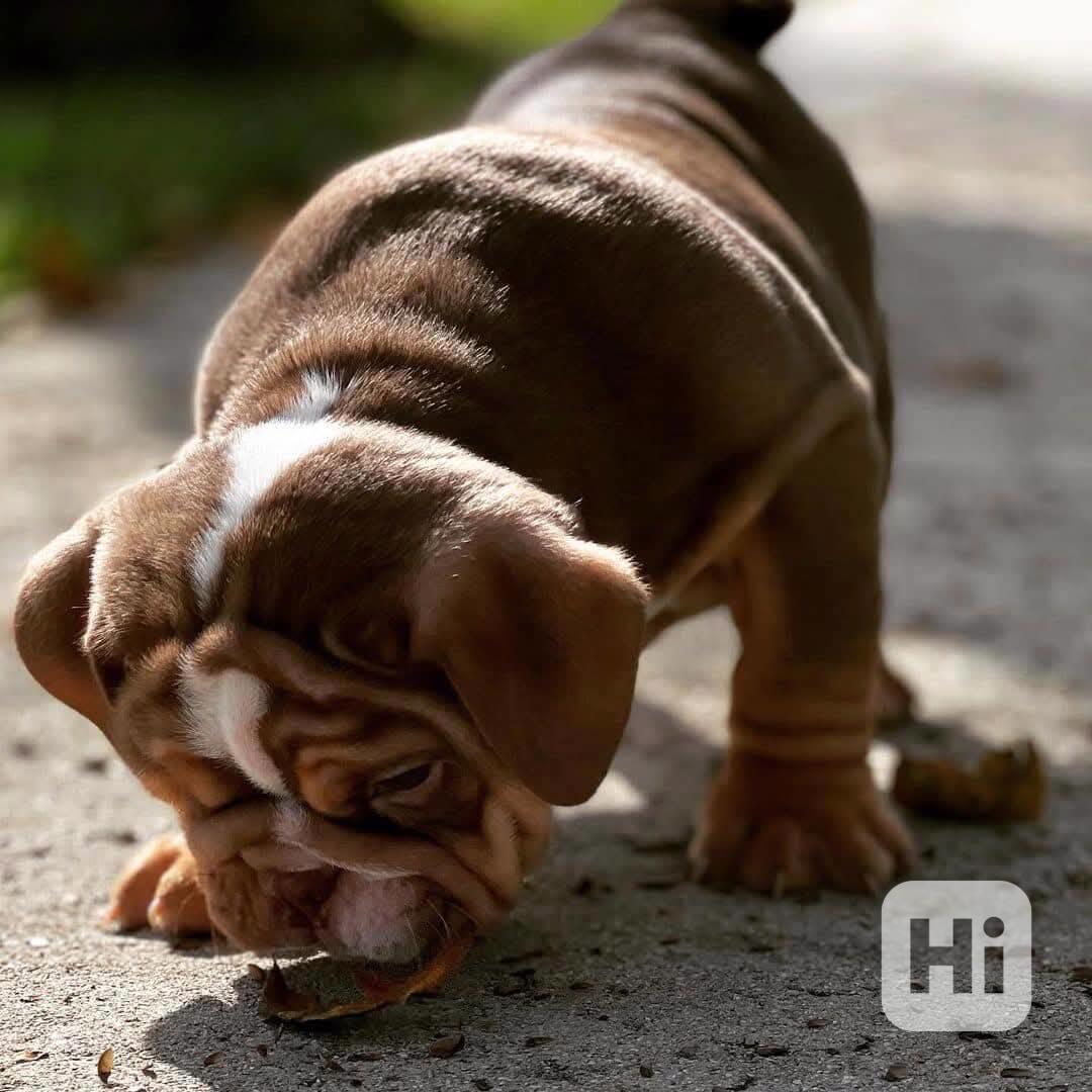 Registrovaná štěňata anglického buldoka (pes a štěně) - foto 1