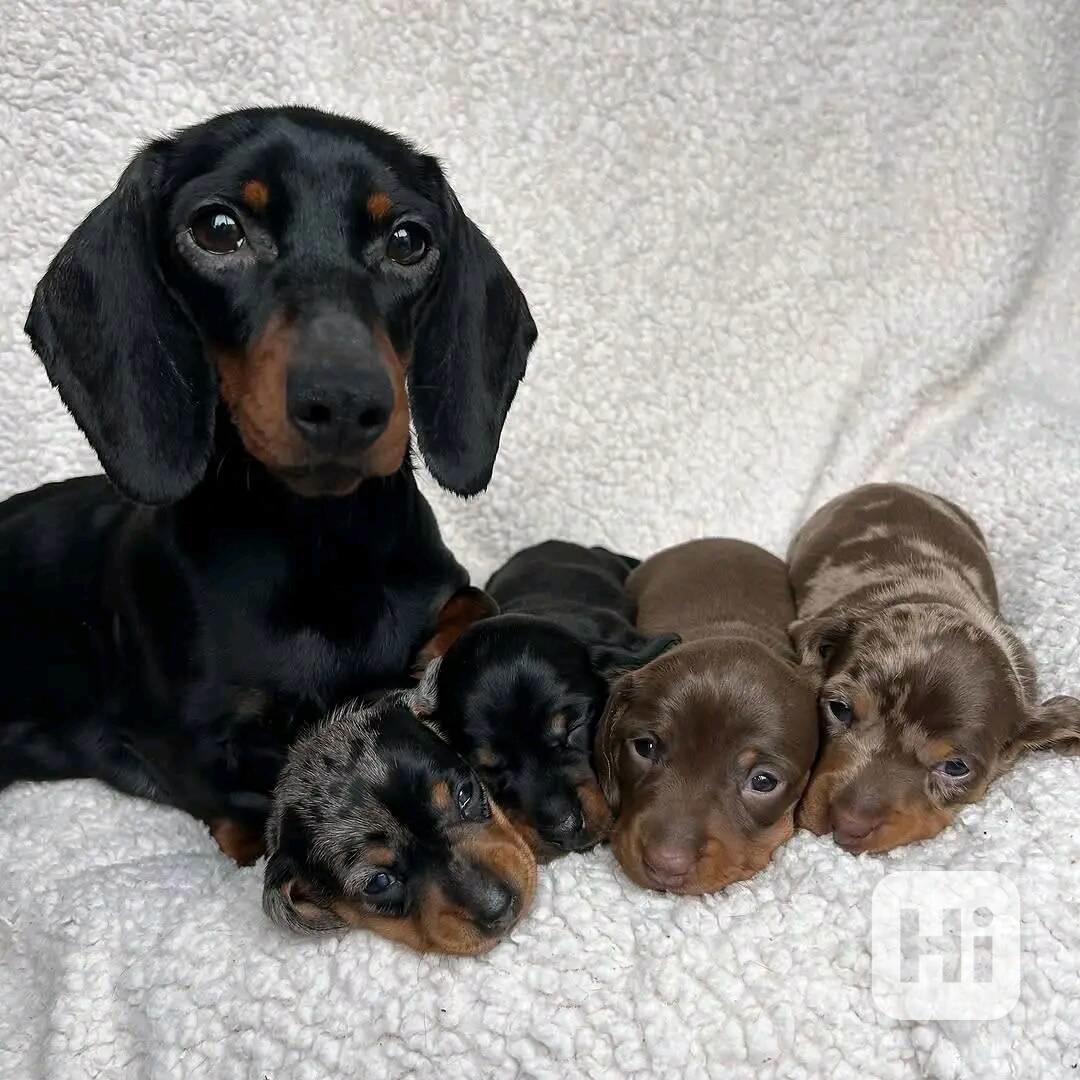 Štěňata jezevčíka samec a samice k adopci - foto 1