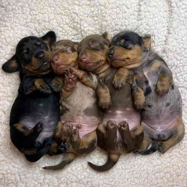 Štěňata jezevčíka samec a samice k adopci - foto 2