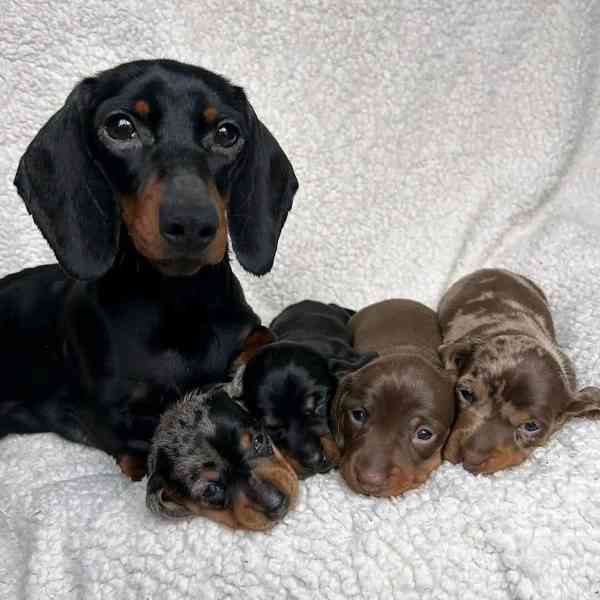 Štěňata jezevčíka samec a samice k adopci - foto 1