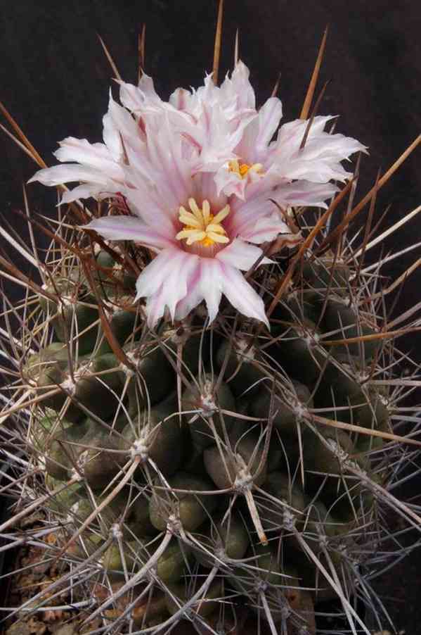 Kaktus Eriosyce taltalensis - semena - foto 1