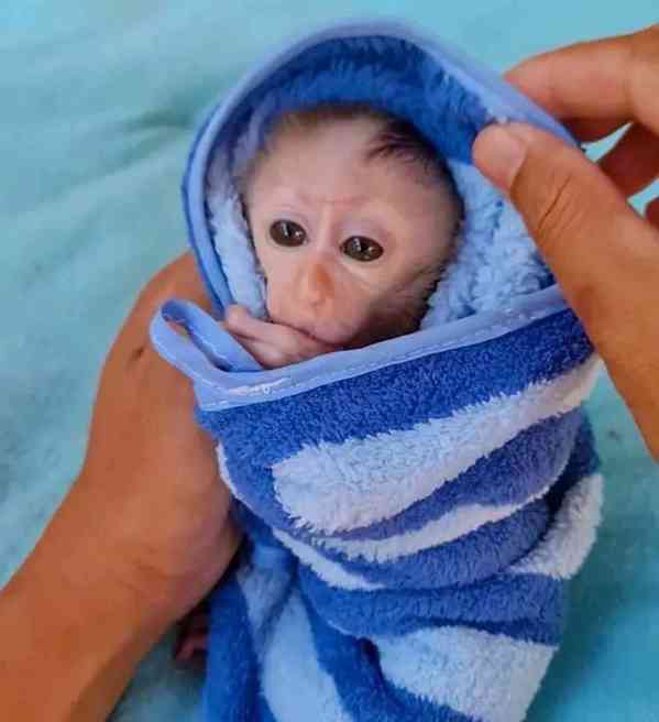 Potřebuji pomoc s přemístěním mé kapucínské opice - foto 6
