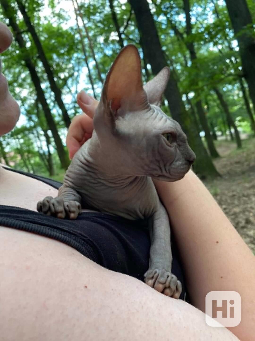 SPHYNX bez PP - foto 1