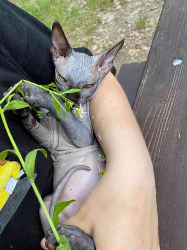 SPHYNX bez PP - foto 4