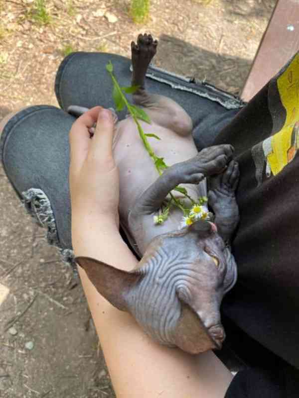 SPHYNX bez PP - foto 3