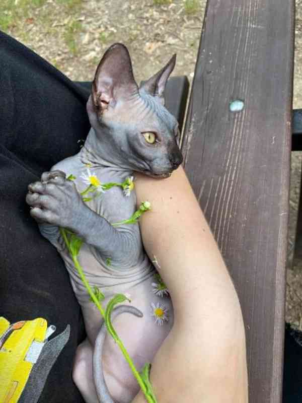 SPHYNX bez PP - foto 2