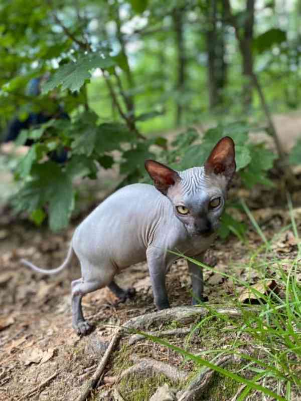 SPHYNX bez PP - foto 5