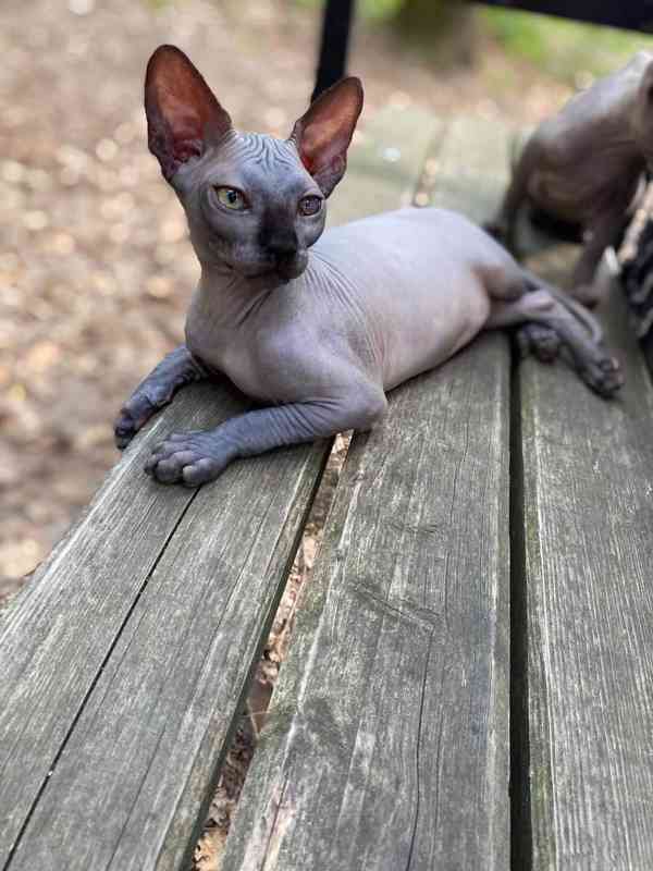 SPHYNX bez PP - foto 6