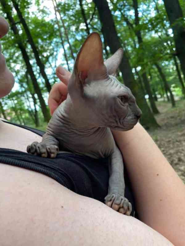 SPHYNX bez PP - foto 1