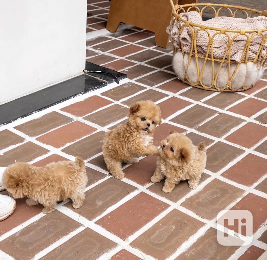 štěňata hračkového maltipoo - foto 1