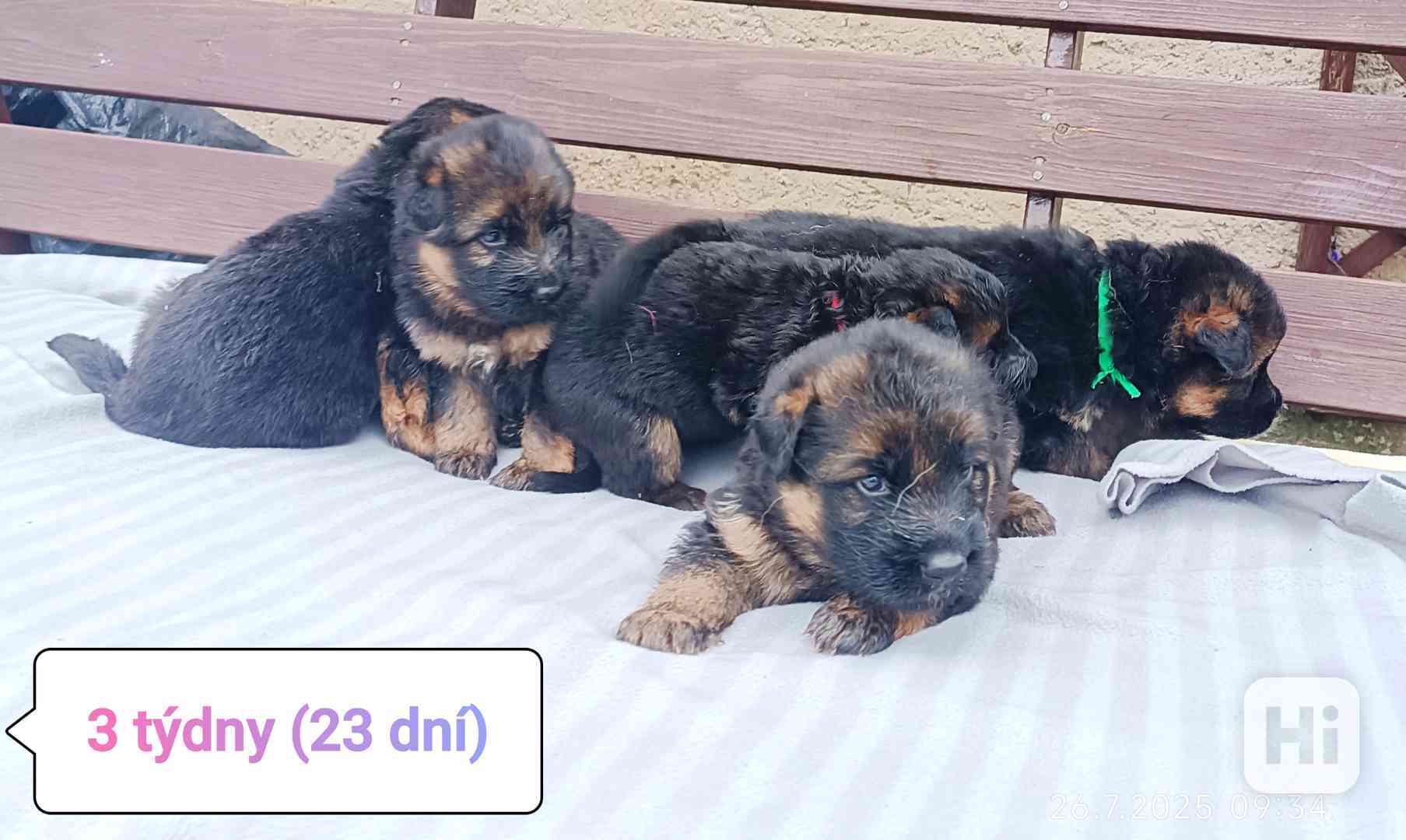 Zvířata - foto 1