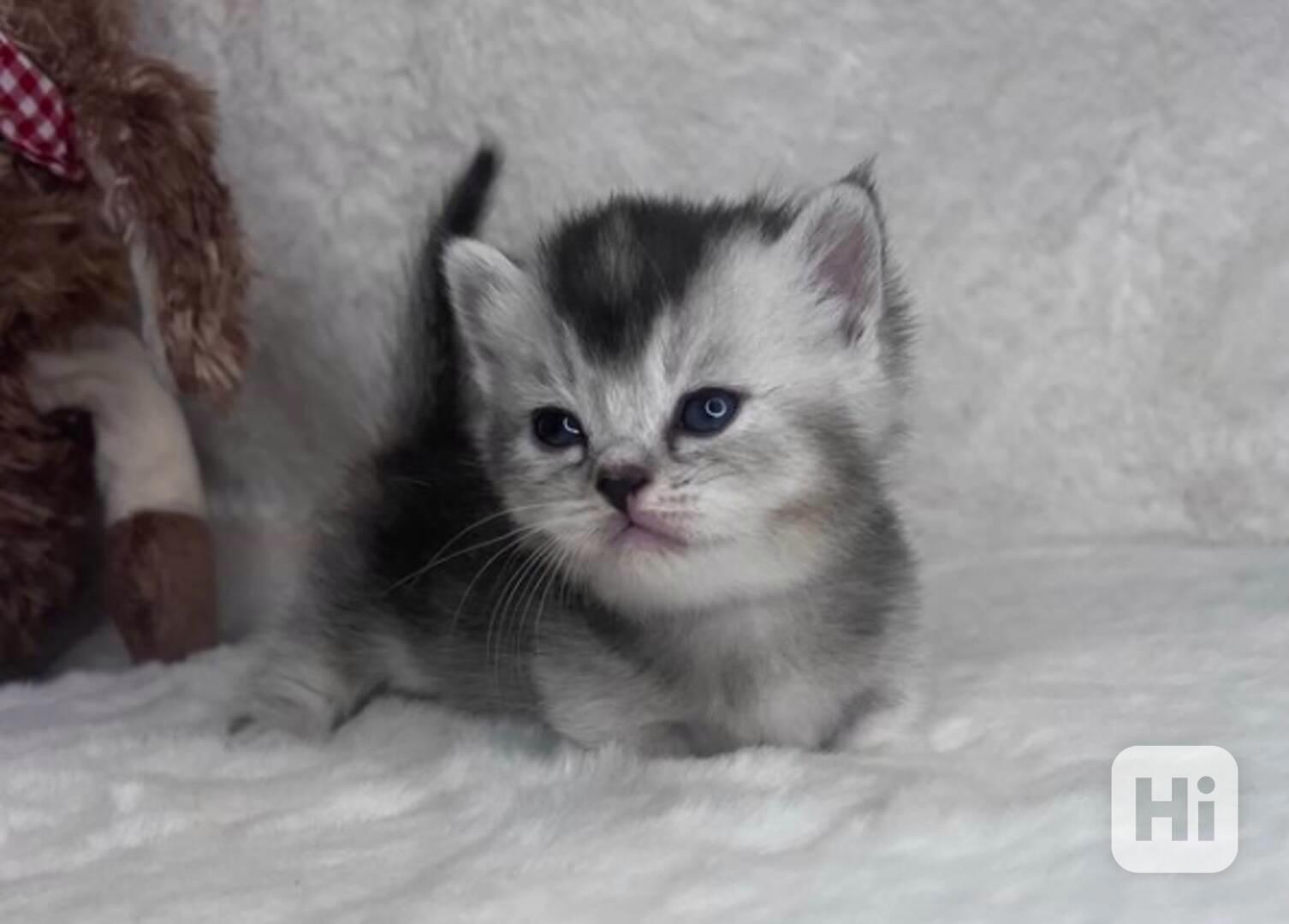 krásná koťátka plemene Munchkin - foto 1