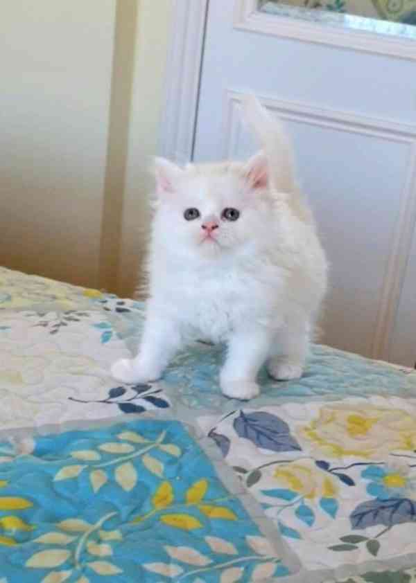 krásná koťátka plemene Munchkin - foto 4