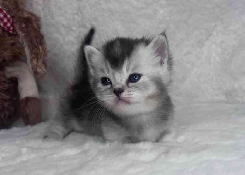 krásná koťátka plemene Munchkin - foto 3