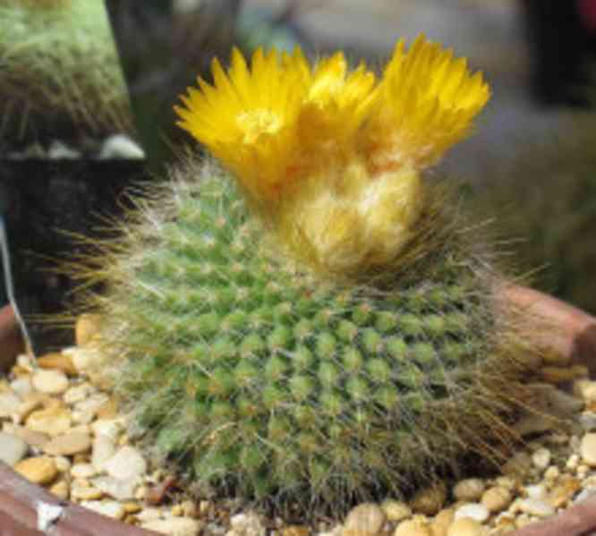 Kaktus Parodia chrysacanthion Balení obsahuje 20 semen
