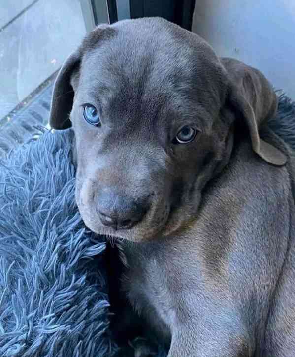 Cane Corso Ideální společník pro vaši rodinu - foto 2