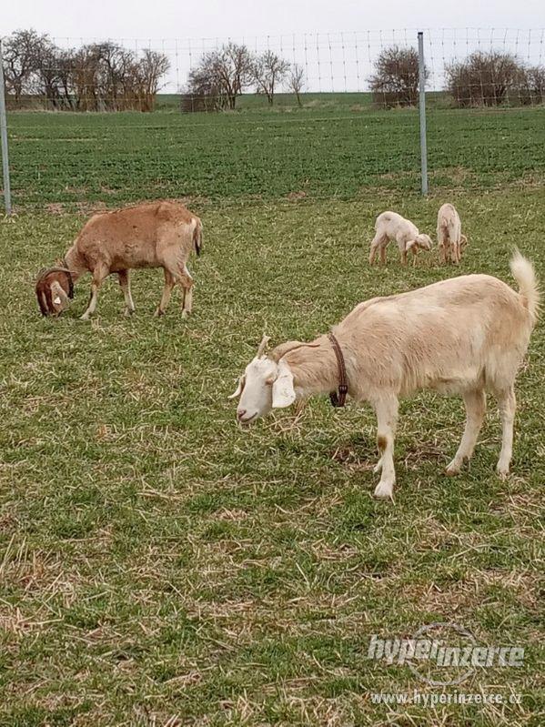 Anglonubijská koza - foto 1