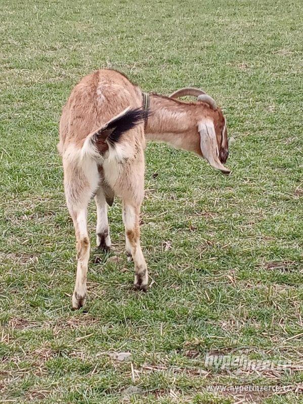 Anglonubijská koza - foto 2