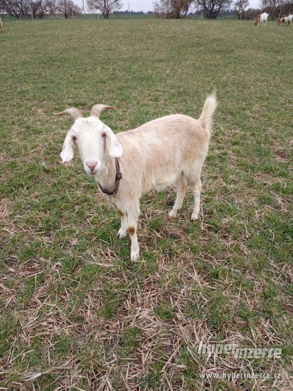 Anglonubijská koza - foto 3