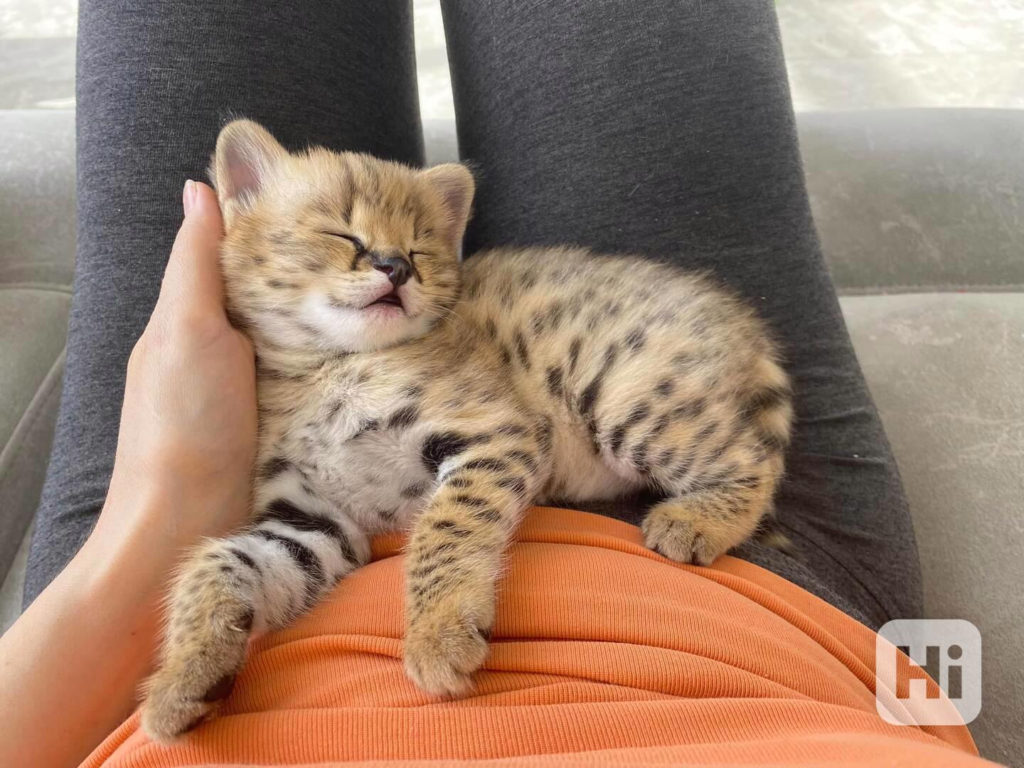 Koťata plemene Savannah na prodej - foto 1