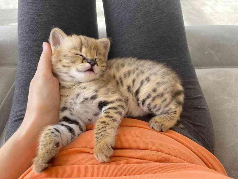 Koťata plemene Savannah na prodej