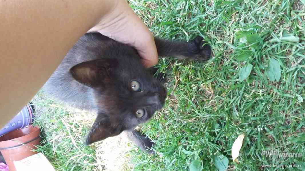 Daruji černé kotě - foto 2
