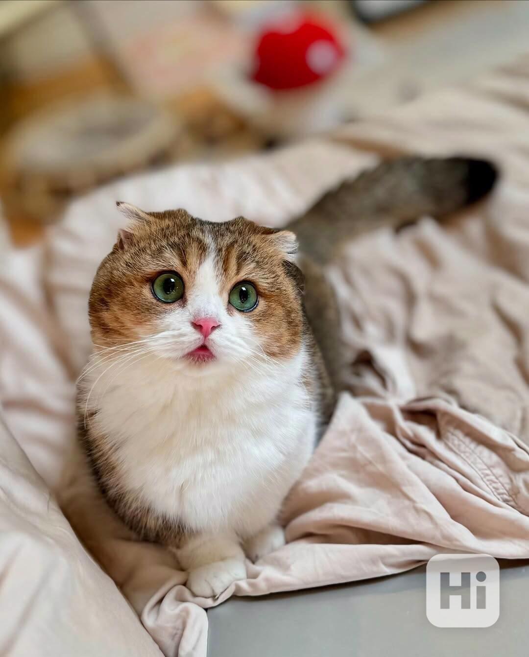 Koťátka britské krátkosrsté plemene munchkin, samci a samice - foto 1