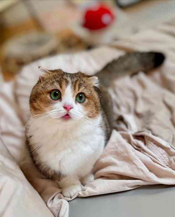 Koťátka britské krátkosrsté plemene munchkin, samci a samice