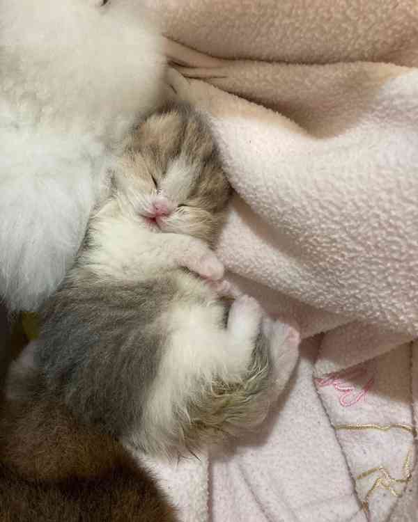 Koťátka britské krátkosrsté plemene munchkin, samci a samice - foto 3