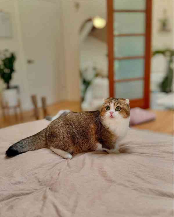 Koťátka britské krátkosrsté plemene munchkin, samci a samice - foto 2