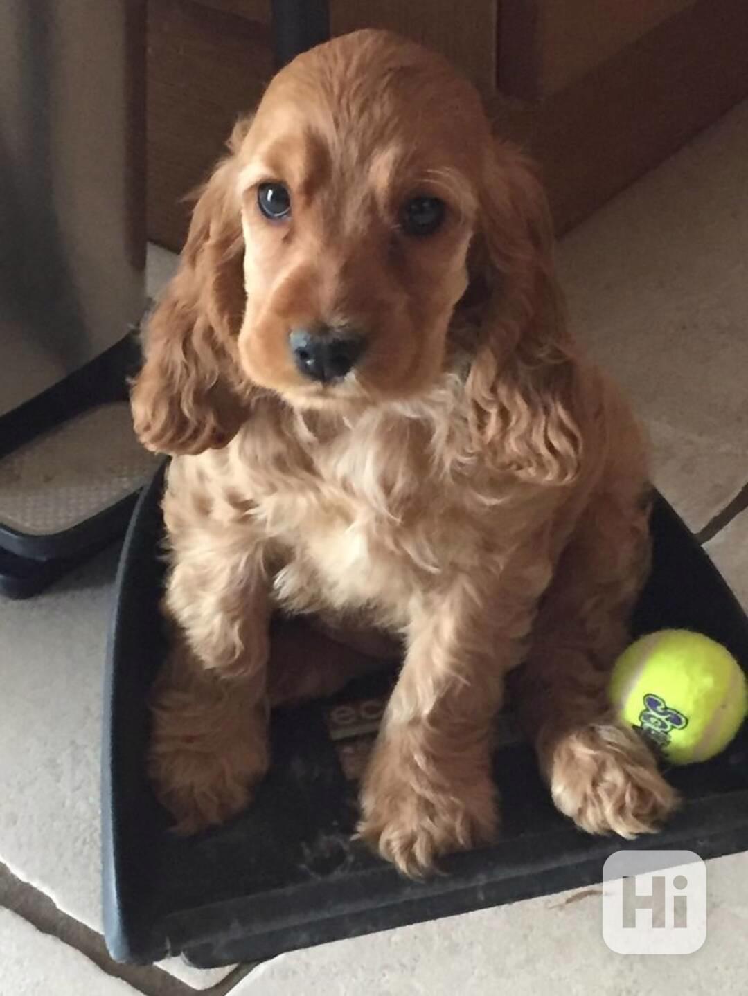 Rozkošná a vynikající štěňata kokršpaněla - foto 1