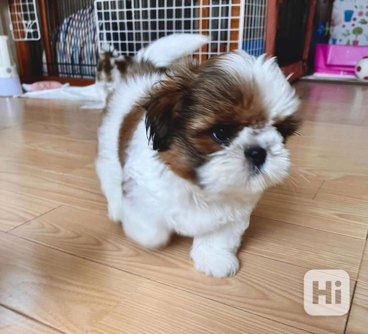 štěňata shih-tzu Pp - foto 1
