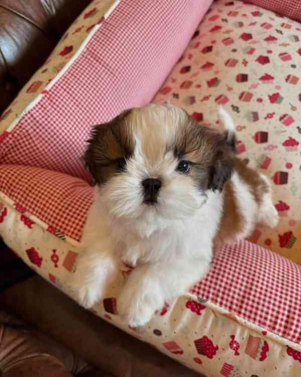 štěňata shih-tzu Pp - foto 2