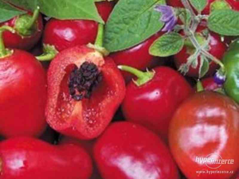 Chilli Rocoto Red - semena - foto 1