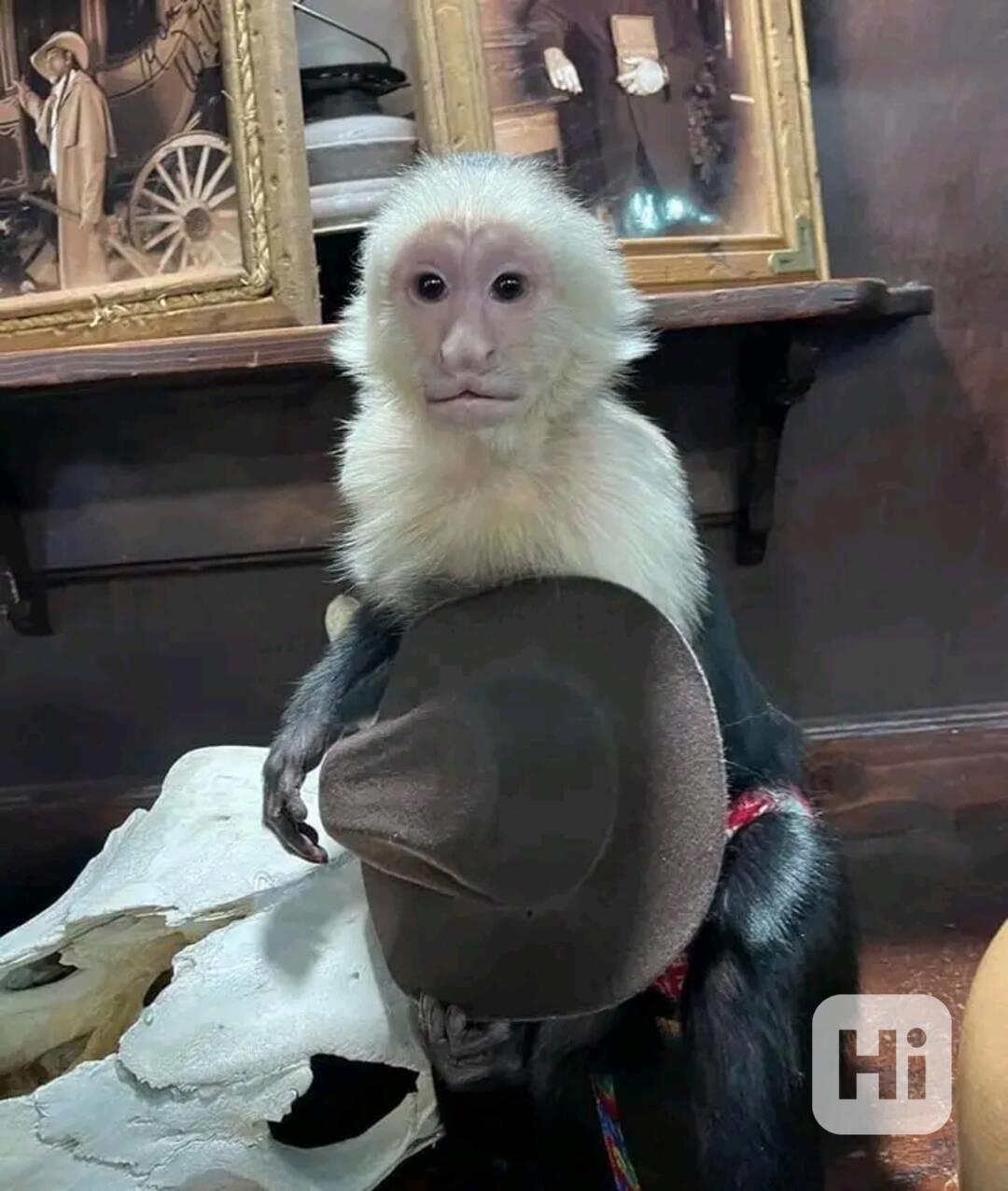  Čistá mláďata kapucínských opic k adopci - foto 1