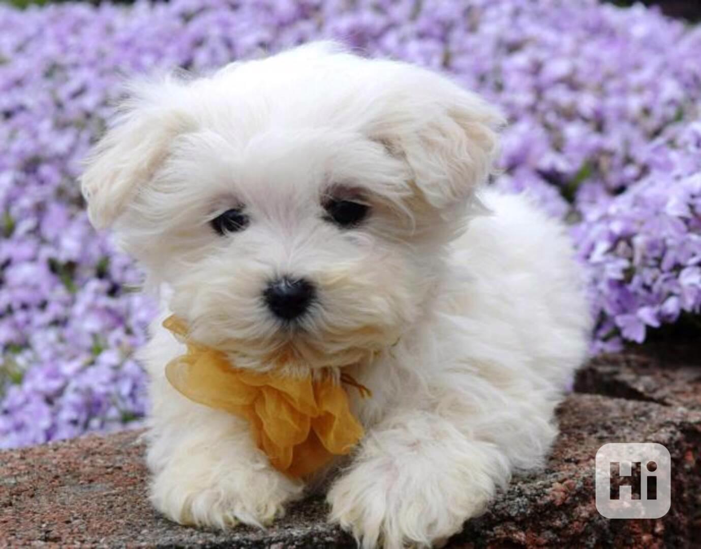 Rodokmen Rozkošná štěňata Maltipoo - foto 1
