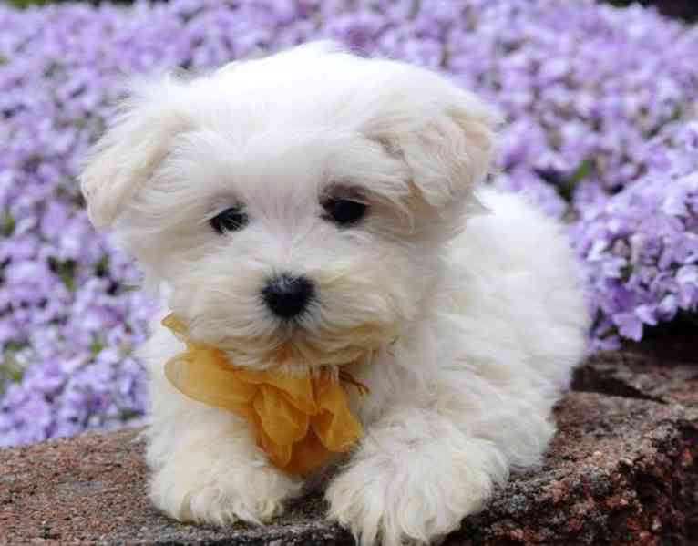 Rodokmen Rozkošná štěňata Maltipoo - foto 1