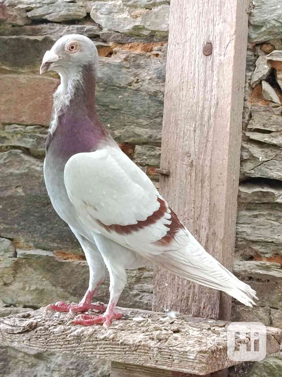 Holubi  - foto 1