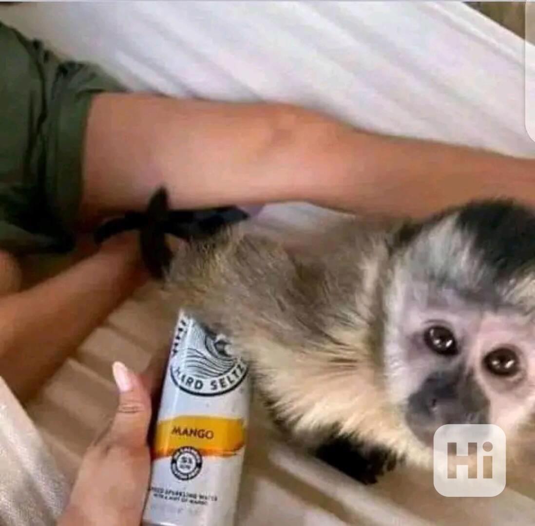  Veterinář zkontroloval krásného kapucína - foto 1