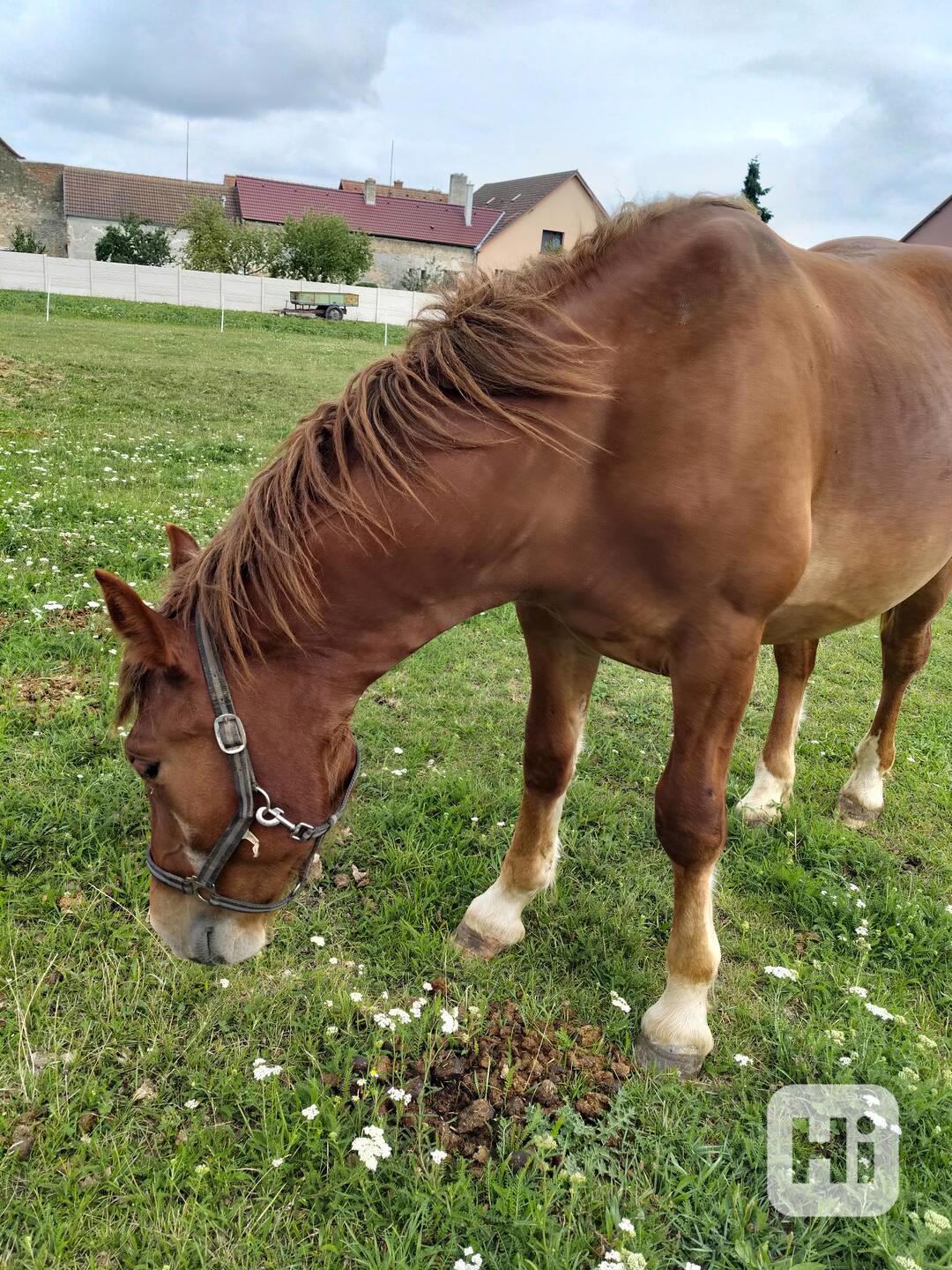 Čmb kůň  - foto 1