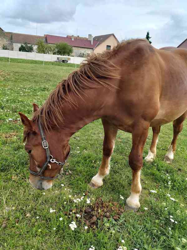 Čmb kůň  - foto 1