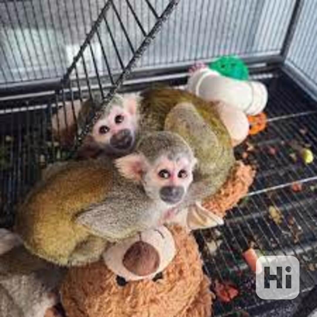 Rozkošné veverčí opice na prodej - foto 1