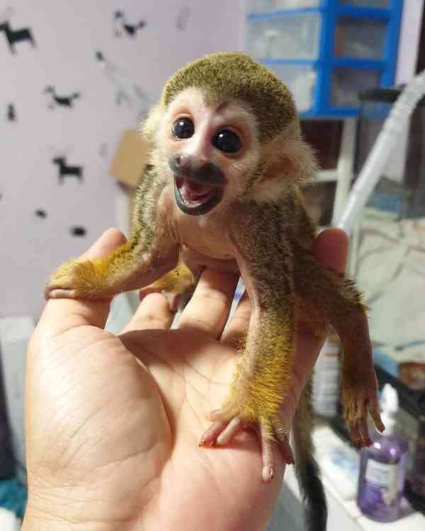 Rozkošné veverčí opice na prodej - foto 2
